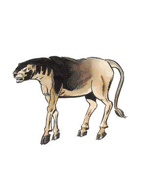 Leucrotta