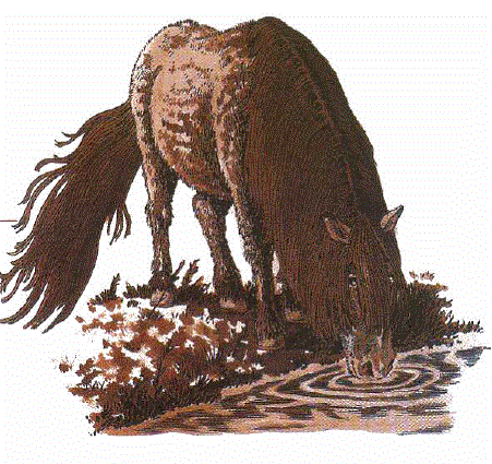 Pennig (Halfling Pony)