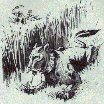 Thylacine